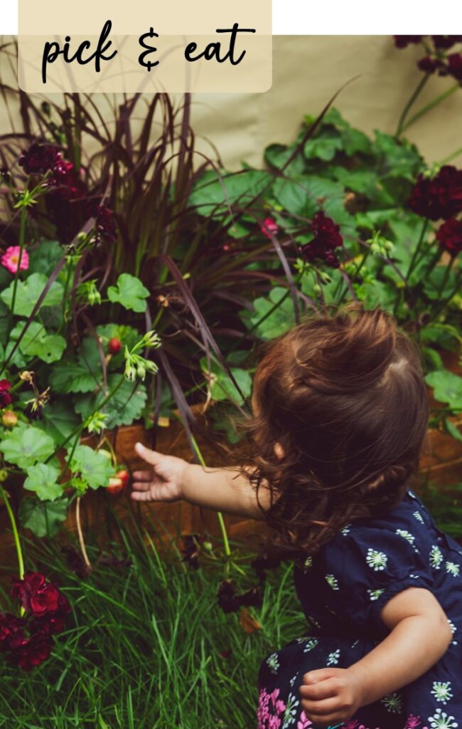 Berry Picking at Mia Glamping